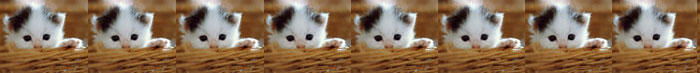 Anitas Katze